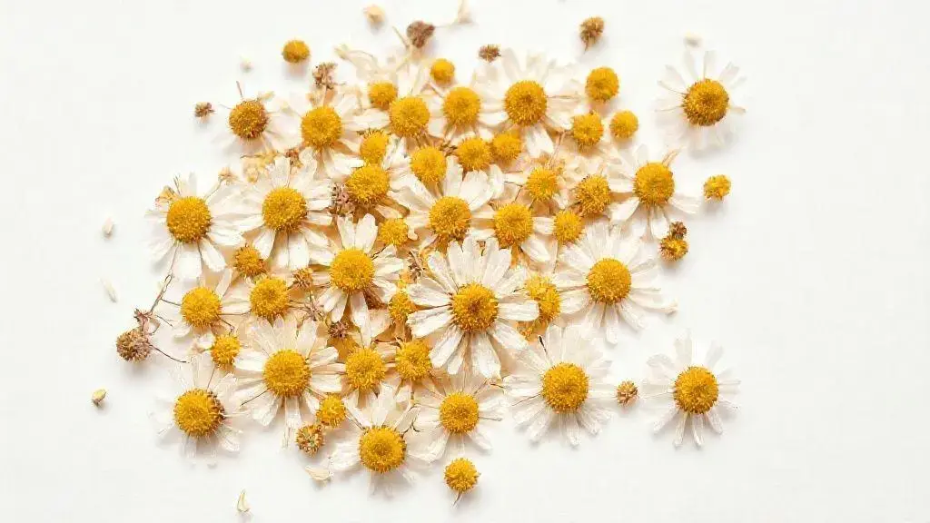Camomila em Flores: Guia Completo para Uso e Benefícios 1 Camomila Em Flores