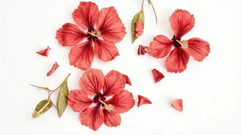 Flor de Hibisco: Benefícios, Usos e Guia Completo para sua Alimentação Saudável 3 Flor De Hibisco
