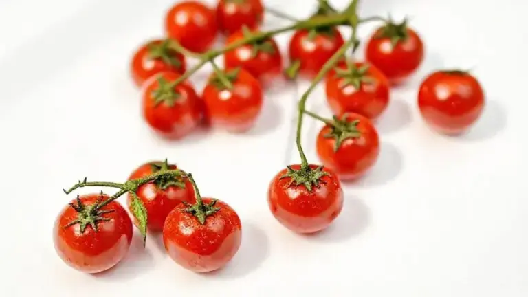 Tomate Cereja Glaceado: guia completo para uso e benefícios 7 Tomate Cereja Glaceado